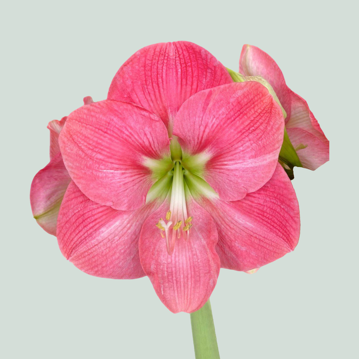 Amaryllis Hercules