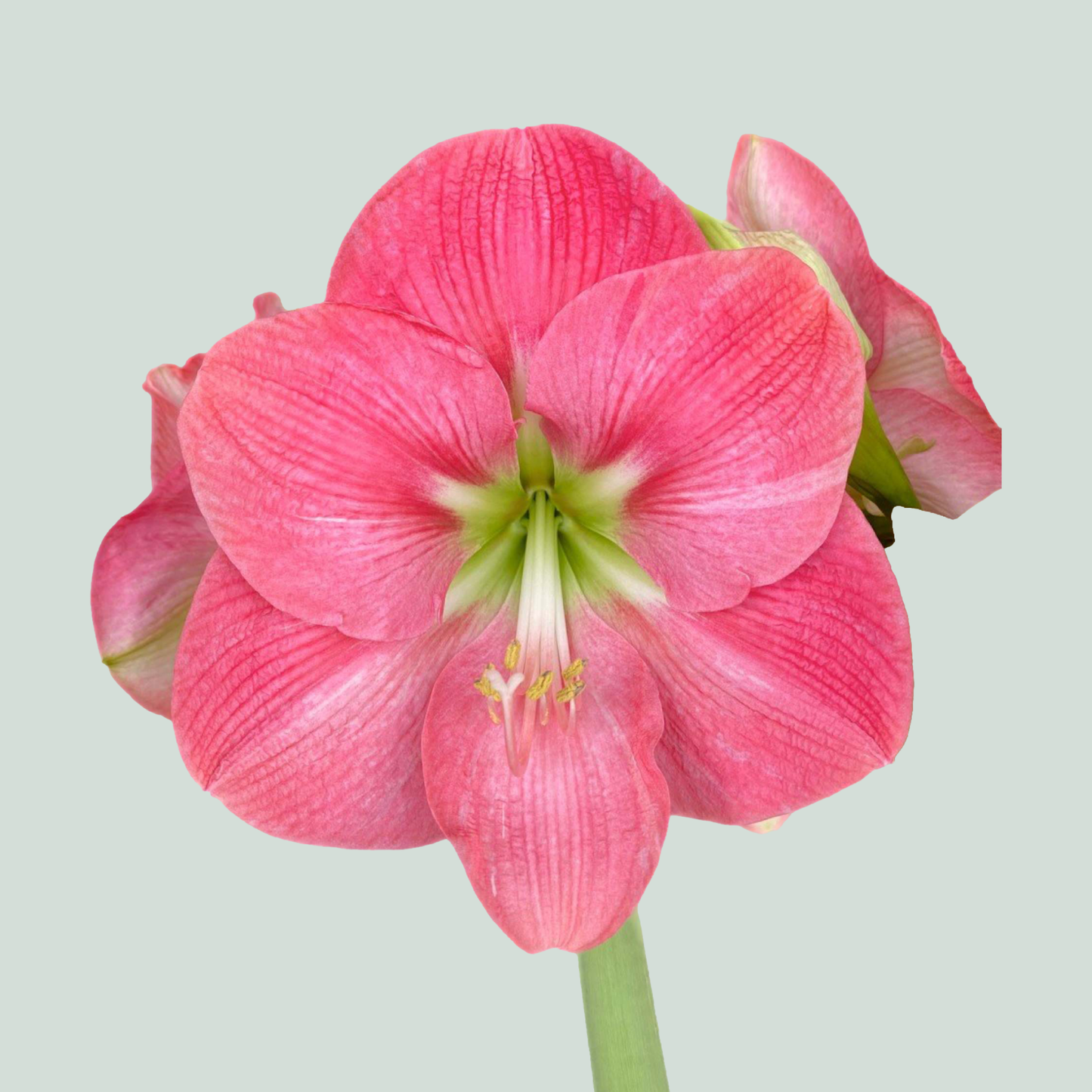 Amaryllis Hercules (15 Stems)