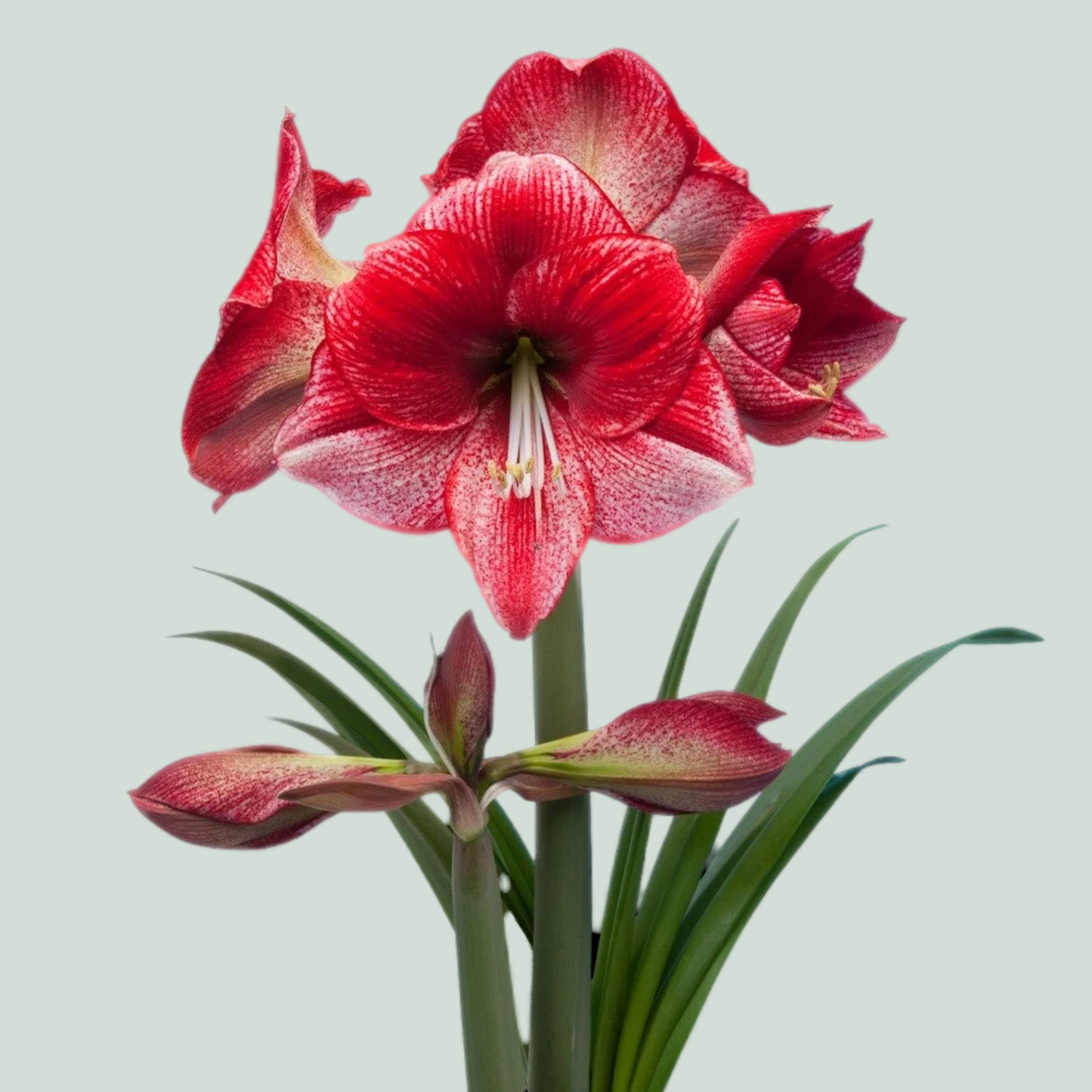 Amaryllis Maestro (15 Stems)