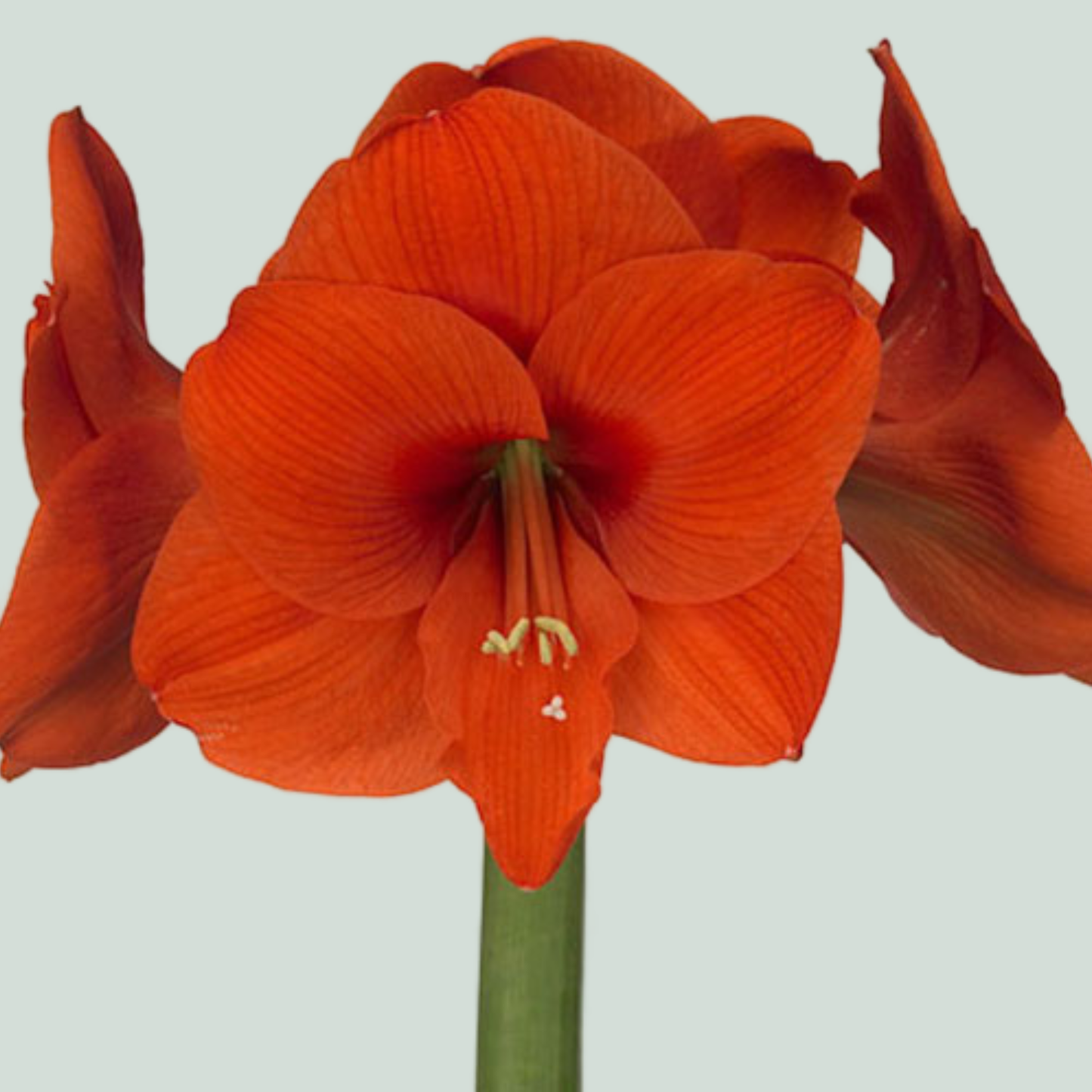 Amaryllis Naranja (15 Stems)