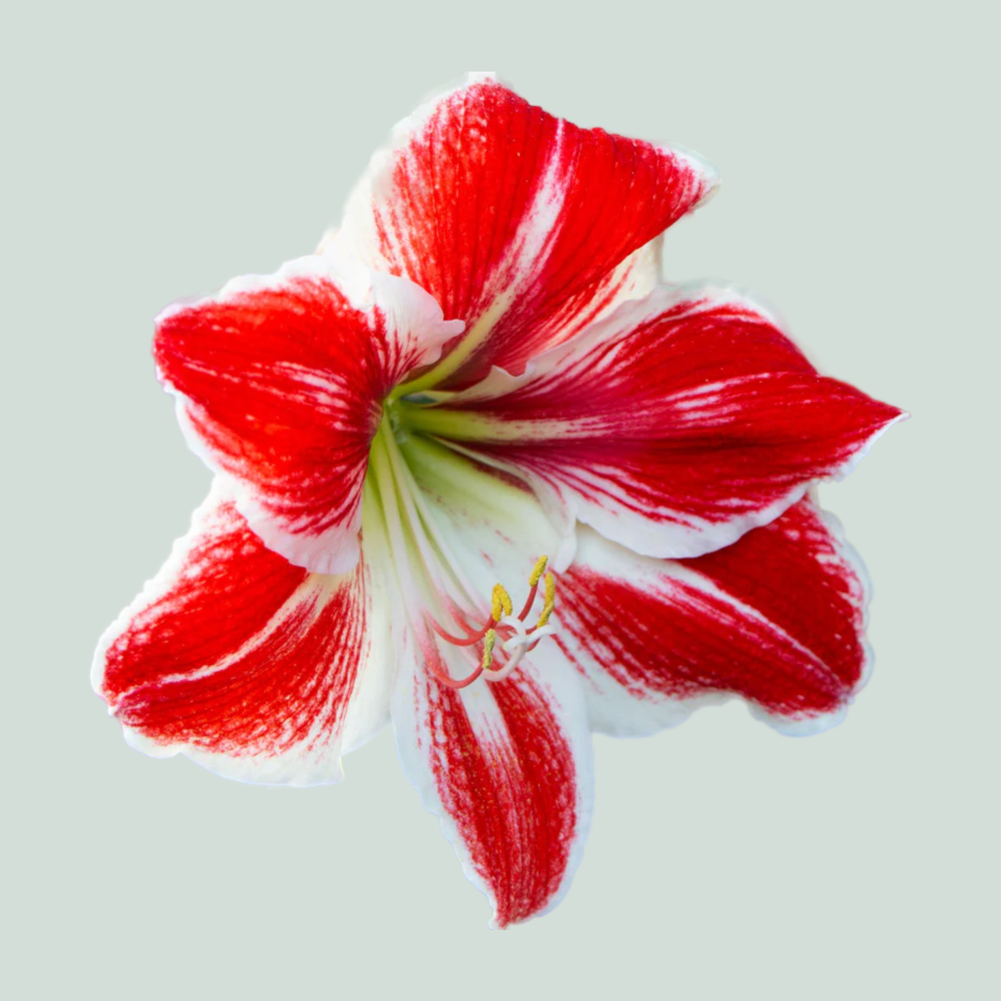 Amaryllis Popov (12 Stems)