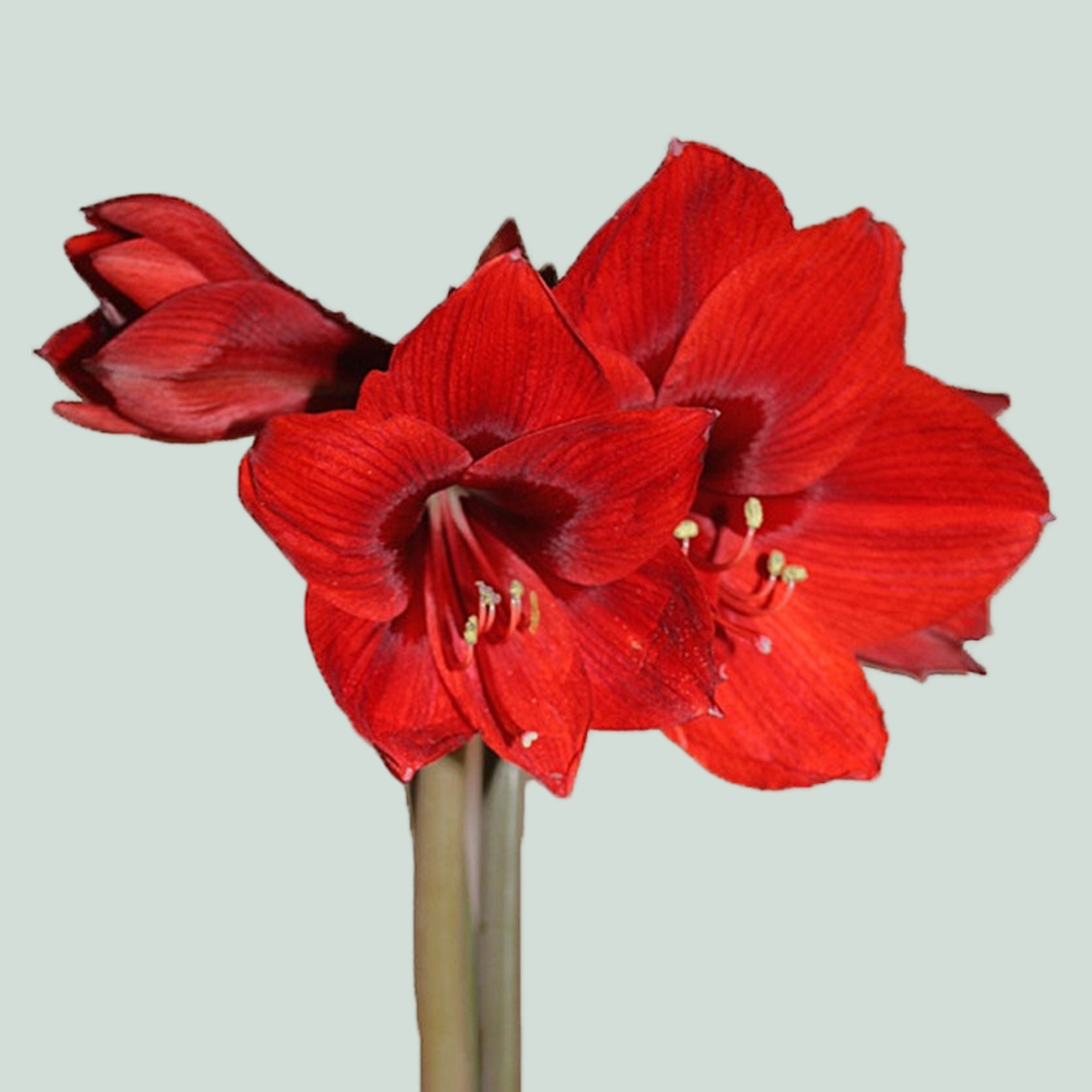 Amaryllis Rapido (20 Stems)