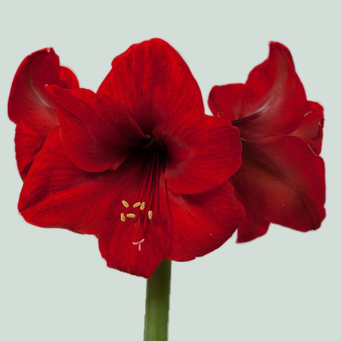 Amaryllis Red Lion (15 Stems)