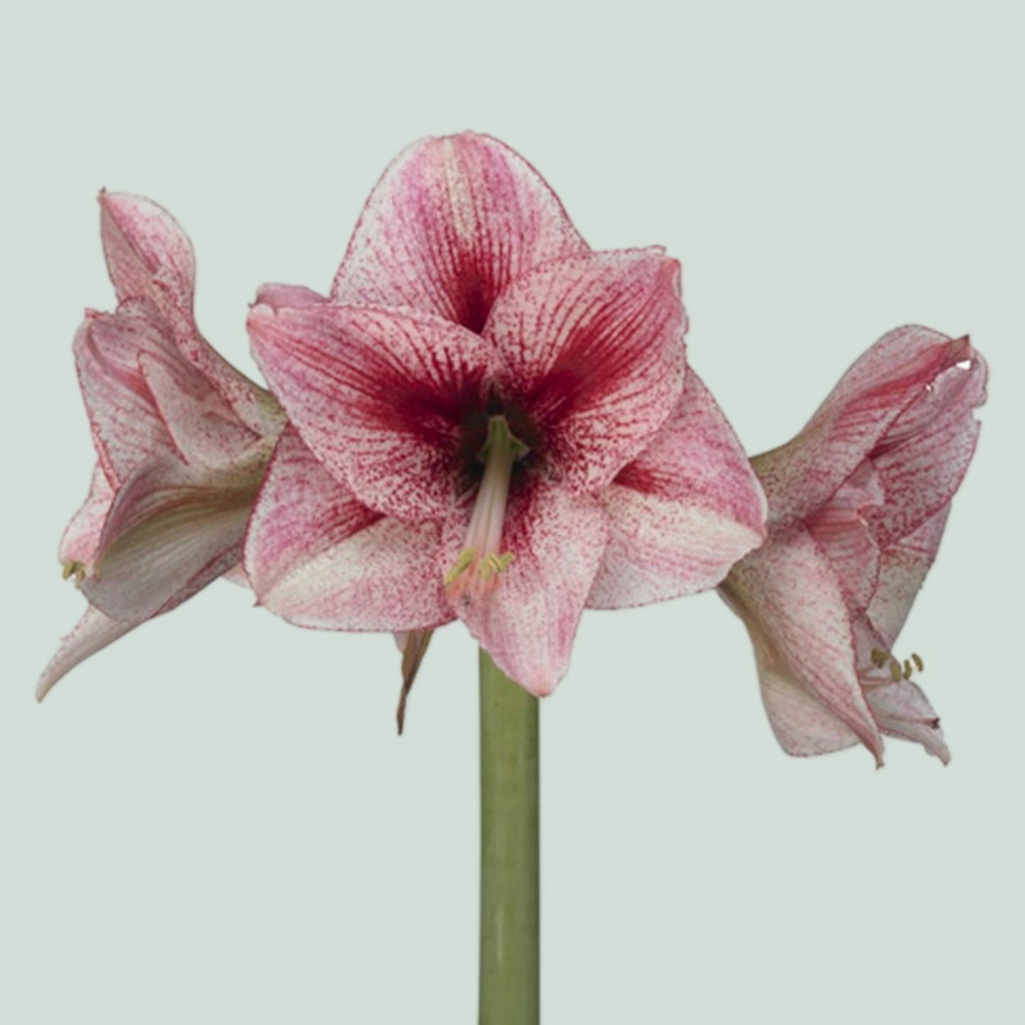 Amaryllis Revelation (15 Stems)