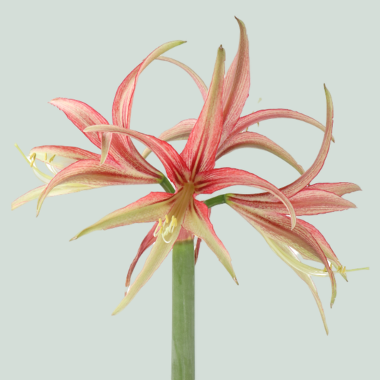 Amaryllis Tango (18 Stems)