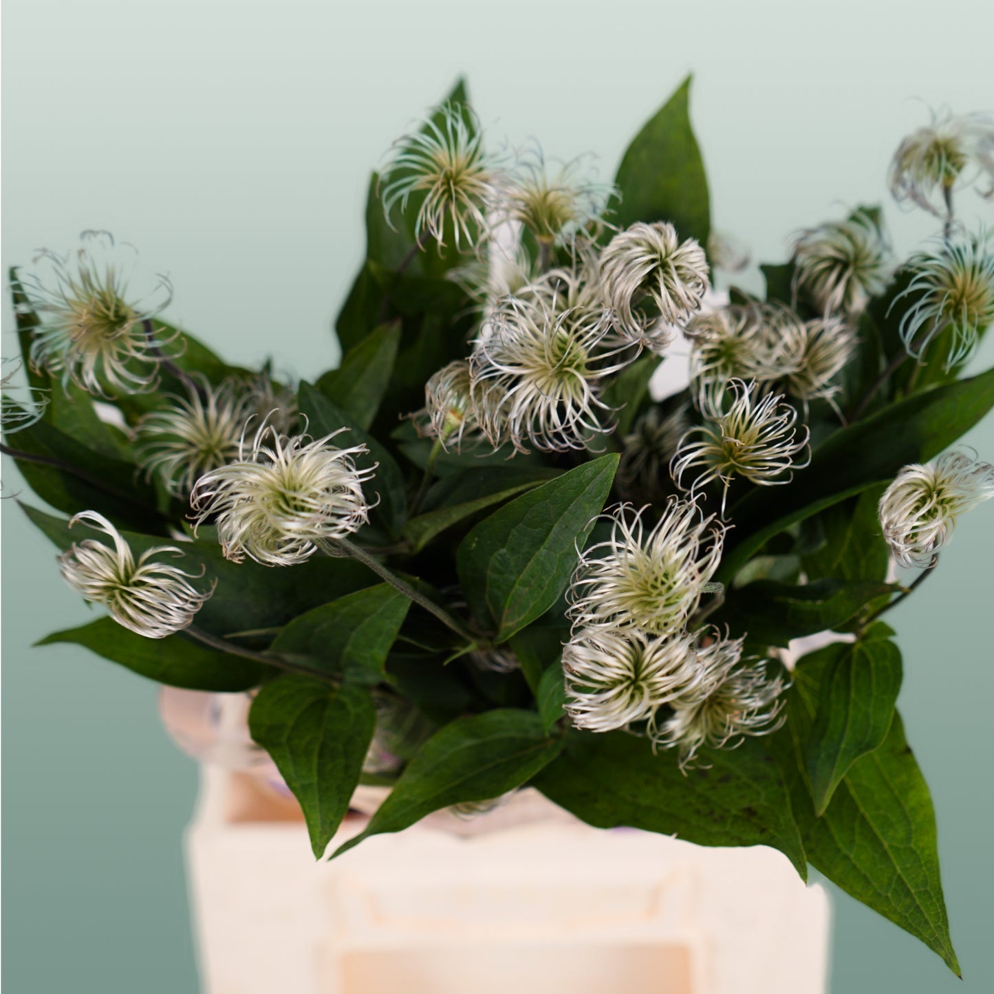 Clematis Amazing Kibo (10 Stems)