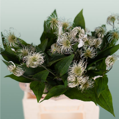 Clematis Amazing Kibo (10 Stems)