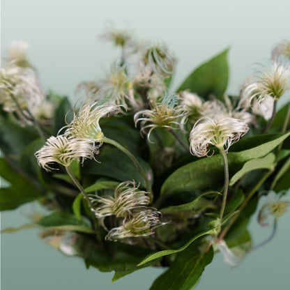 Clematis Amazing Kibo (10 Stems)