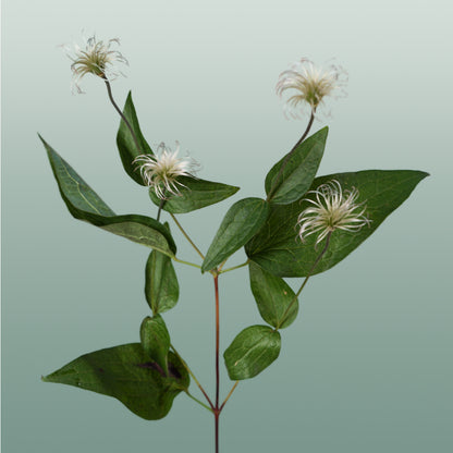 Clematis Amazing Kibo (10 Stems)