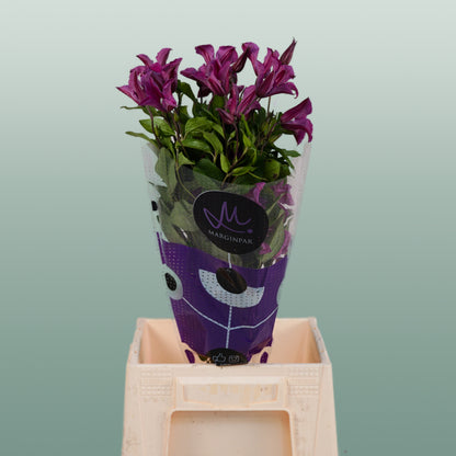 Clematis Amazing Kyiv (10 Stems)