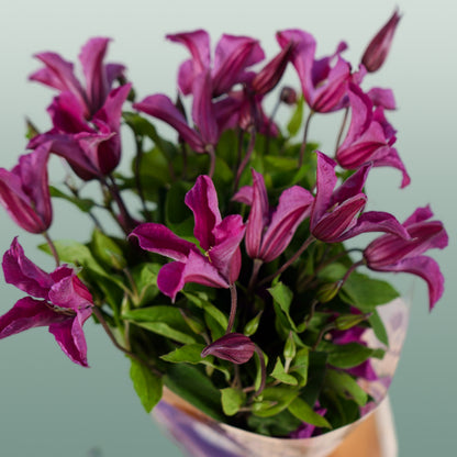 Clematis Amazing Kyiv (10 Stems)