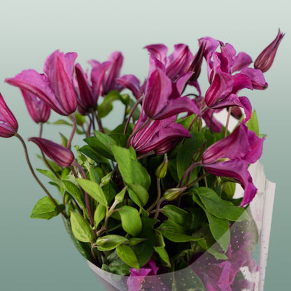 Clematis Amazing Kyiv (10 Stems)