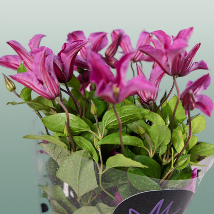 Clematis Amazing Kyiv (10 Stems)