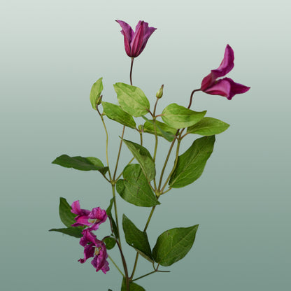 Clematis Amazing Kyiv (10 Stems)