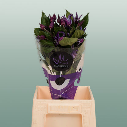 Clematis Amazing Oslo (10 Stems)