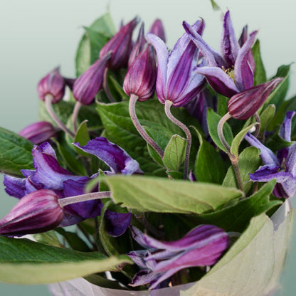 Clematis Amazing Oslo (10 Stems)