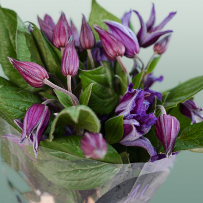 Clematis Amazing Oslo (10 Stems)