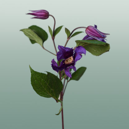 Clematis Amazing Oslo (10 Stems)