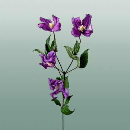 Clematis Amazing Rome (10 Stems)