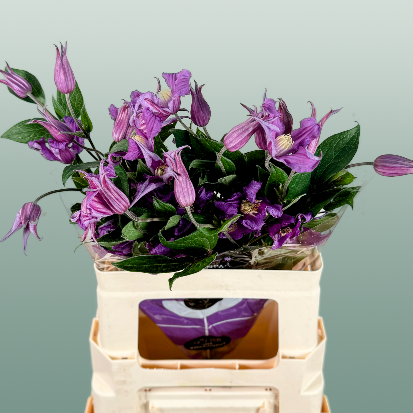 Clematis Amazing Rome (10 Stems)