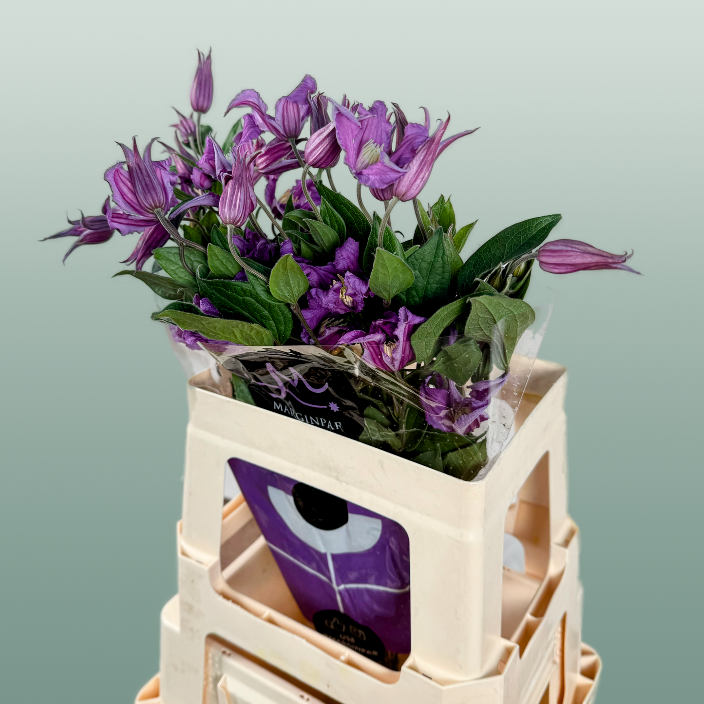 Clematis Amazing Rome (10 Stems)