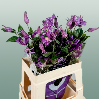 Clematis Amazing Rome (10 Stems)