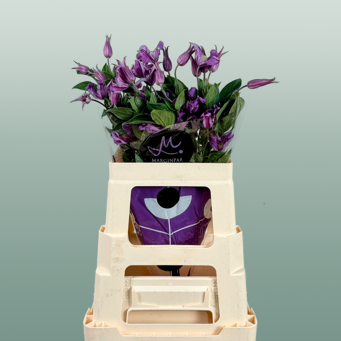 Clematis Amazing Rome (10 Stems)