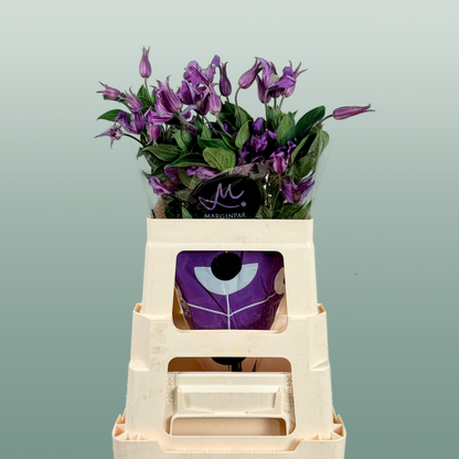 Clematis Amazing Rome (10 Stems)