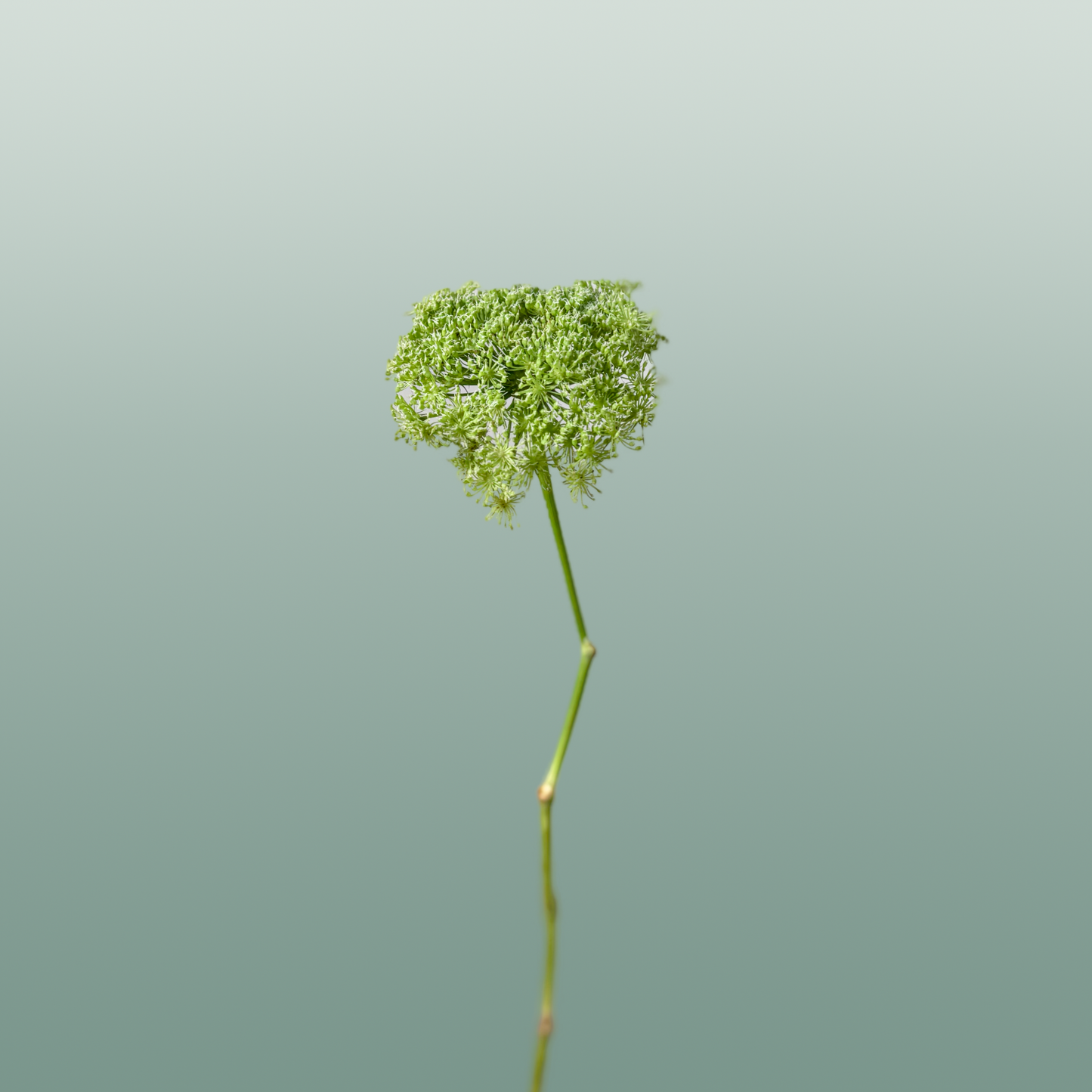 Ammi Green Mist (Dill)