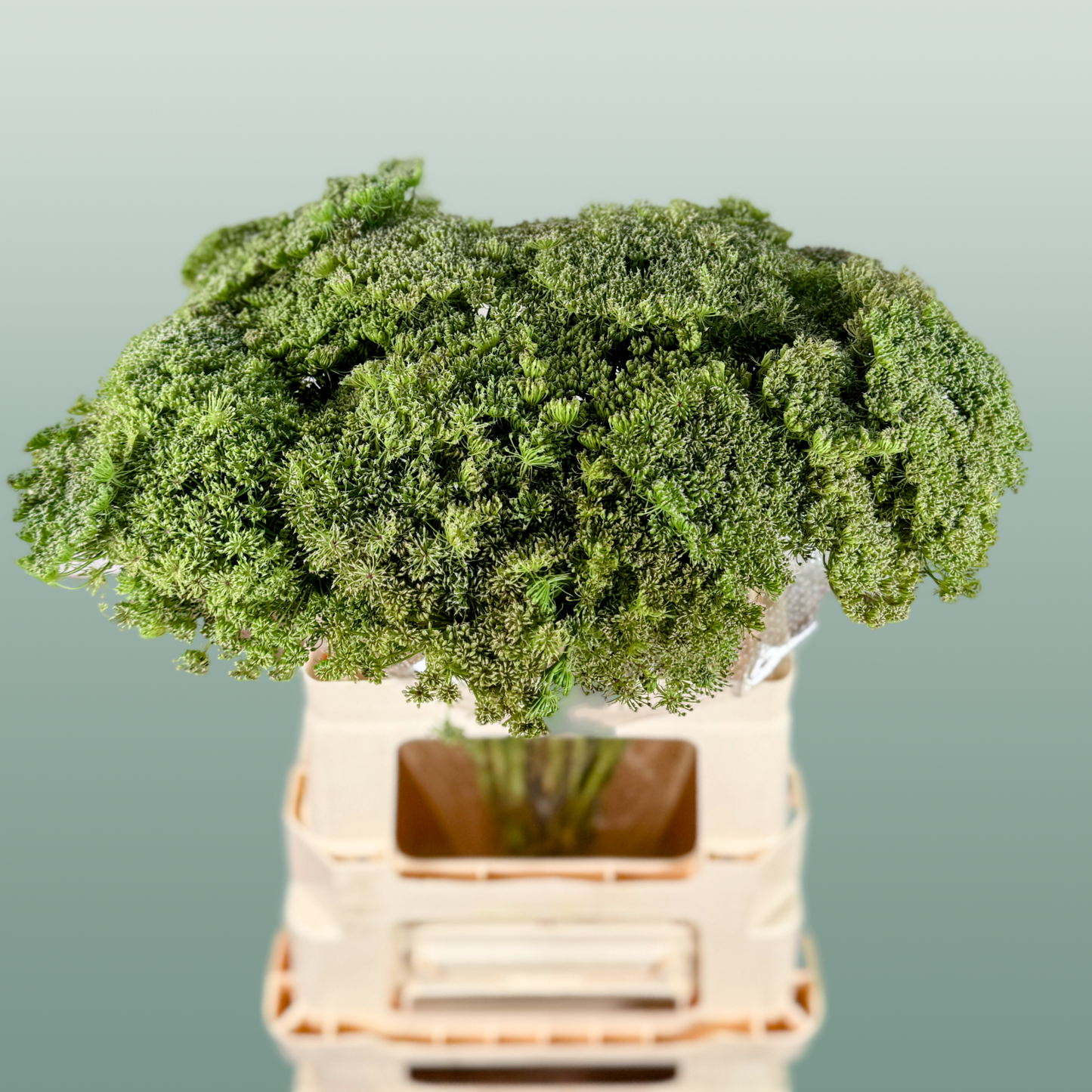 Ammi Green Mist (Dill)