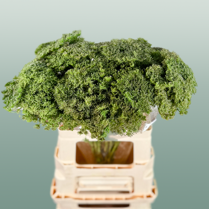 Ammi Green Mist (Dill)