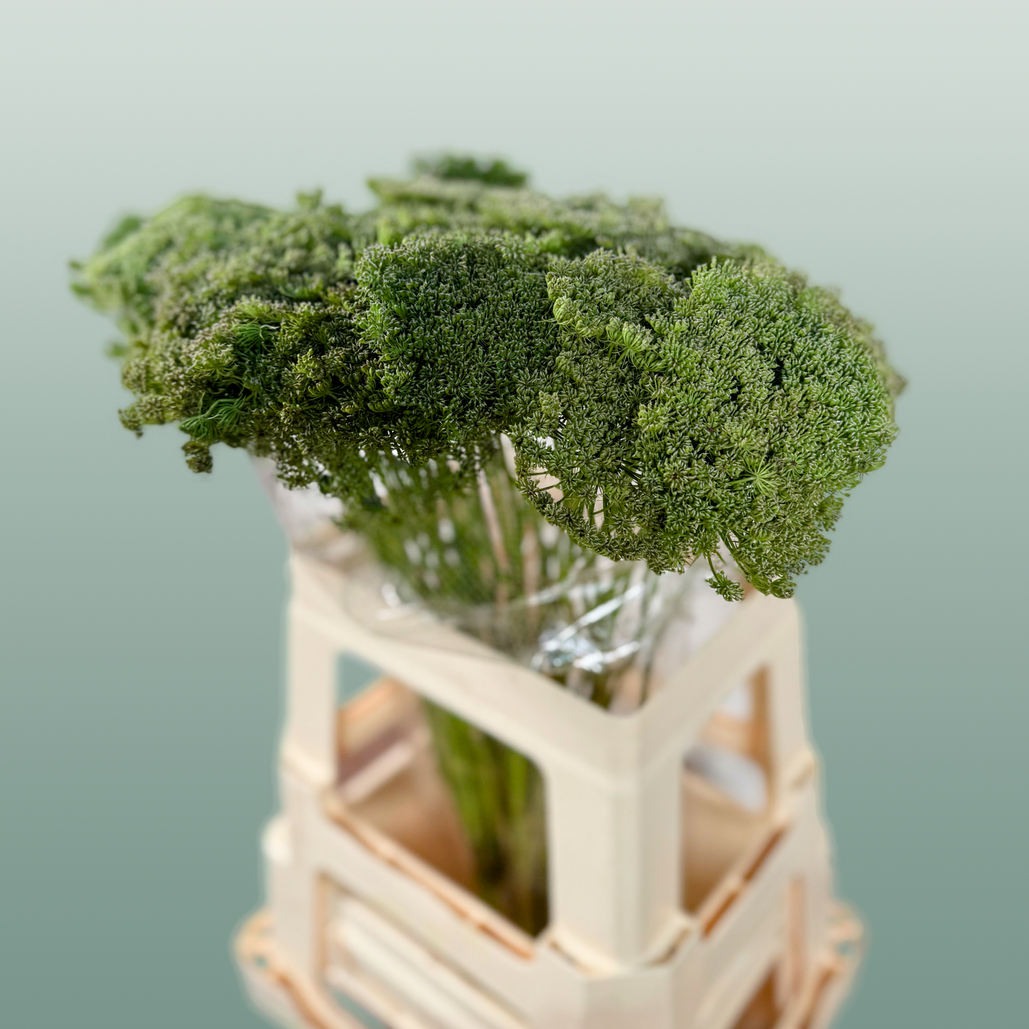 Ammi Green Mist (Dill)