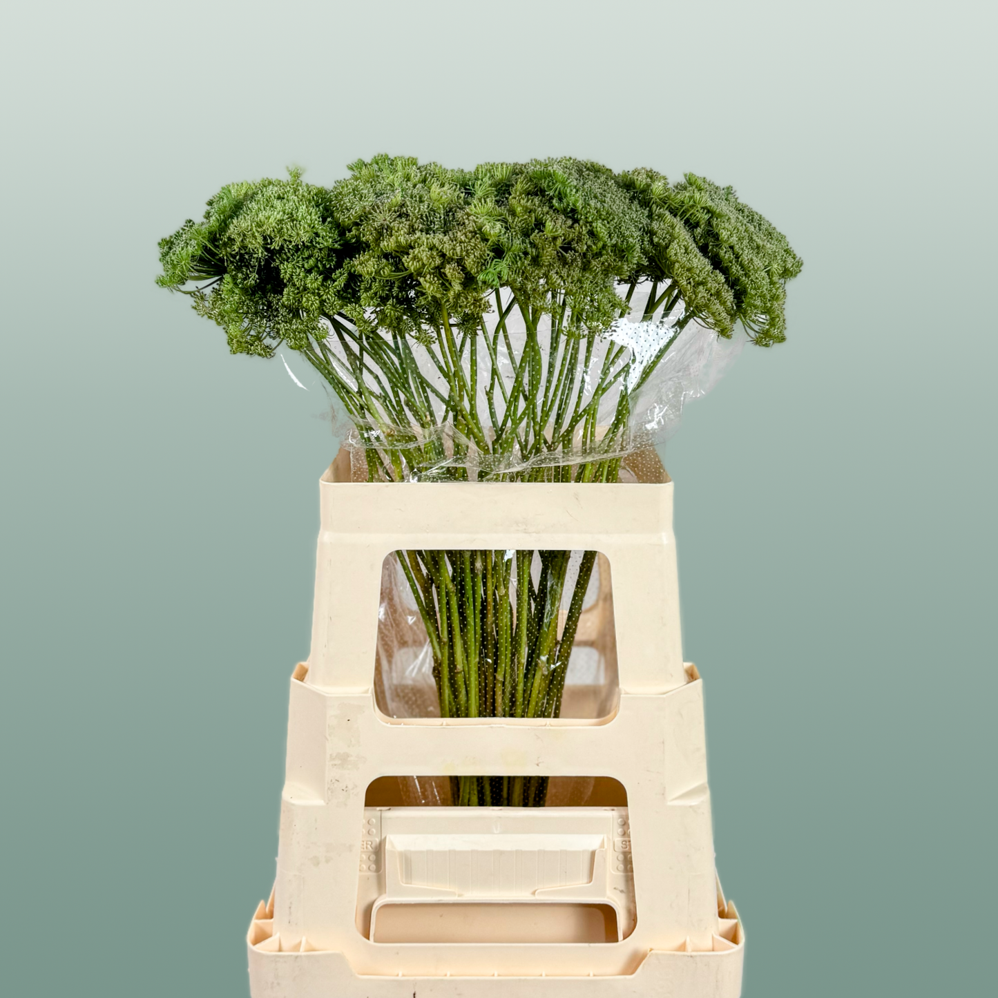 Ammi Green Mist (Dill)