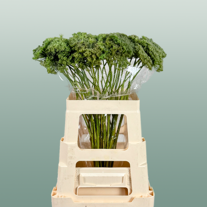 Ammi Green Mist (Dill)