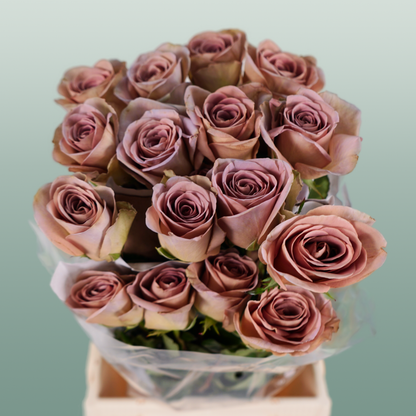 Rose Amnesia Ecuadorian (25 Stems)