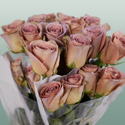 Rose Amnesia Ecuadorian (25 Stems)