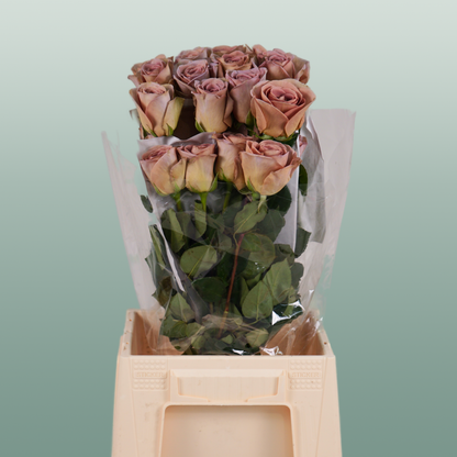 Rose Amnesia Ecuadorian (25 Stems)