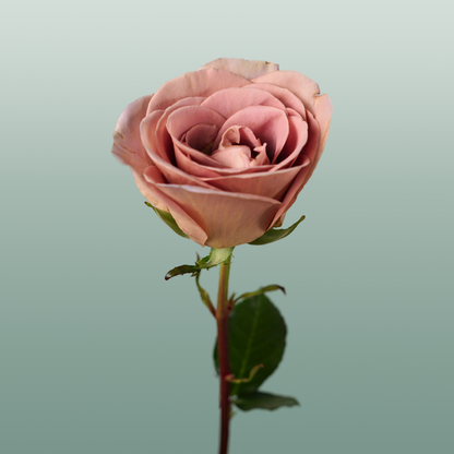 Rose Amnesia Ecuadorian (25 Stems)