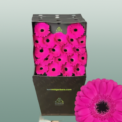 Germini Anna (20 Stems)