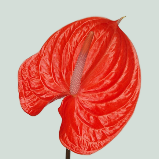 Anthurium Avo Summer