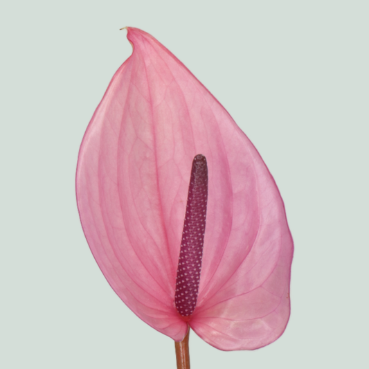 Anthurium Bellanca (10 Stems)