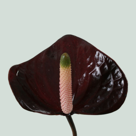 Anthurium Black Love (30 Stems)