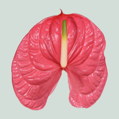Anthurium Caribo