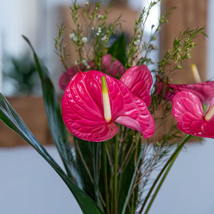 anthurium caribo Anthurium Caribo – All Occasions Wholesale