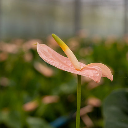 Anthurium Cheers