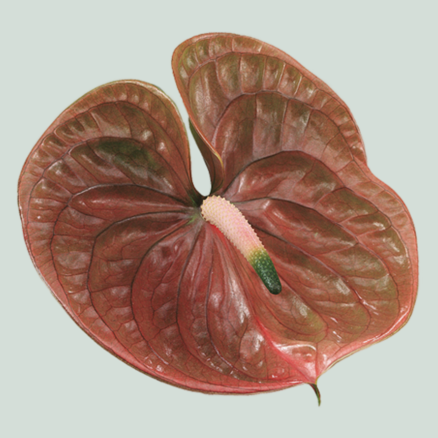 Anthurium Cognac (10 Stems)