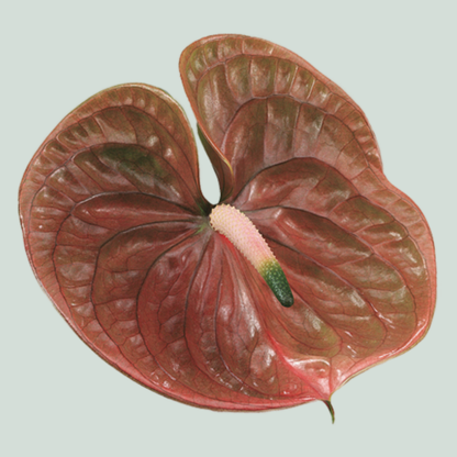 Anthurium Cognac