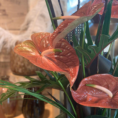 Anthurium Cognac (10 Stems)