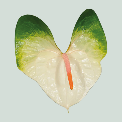 Anthurium Denali