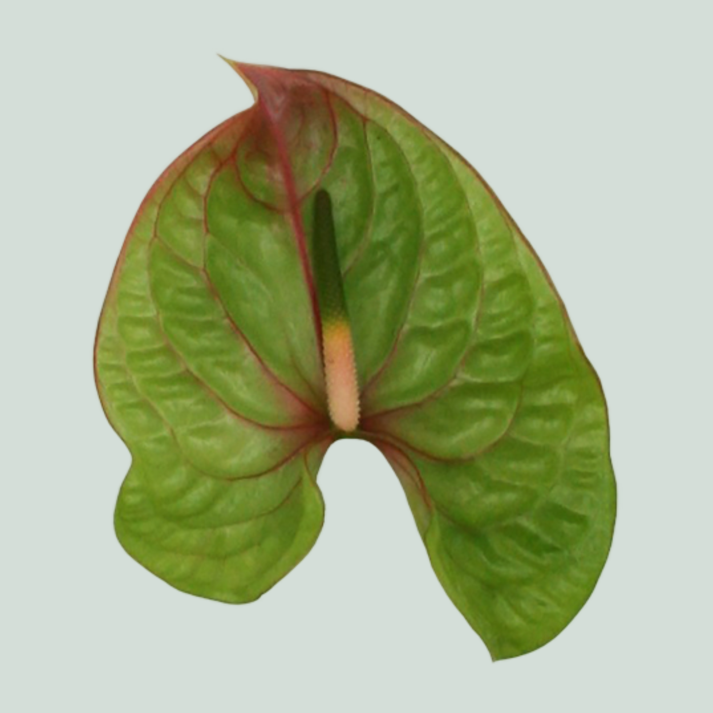 Anthurium Elixer (10 Stems)